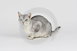 Silver burmilla cat