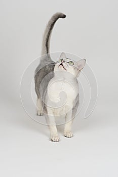 Silver burmilla cat