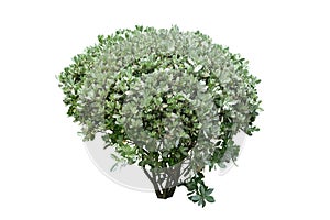 Silver Buttonwood bush Tropical landscaping garden shrub