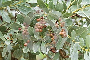 Silver buttonwood tree closeup Conocarpus erectus var. sericeus - Hollywood, Florida, USA