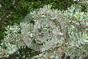 Silver buttonwood tree Conocarpus erectus var. sericeus - Hollywood, Florida, USA