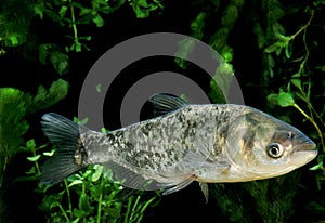 Silver Carp, hypophthalmichthys molitrix, Adult