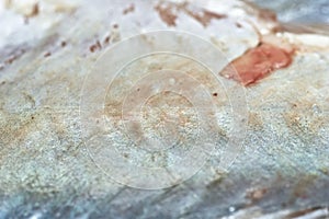Silver carp. photo