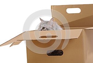 Silver cat in paper box.