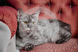 Silver cat reclines on a red sofa