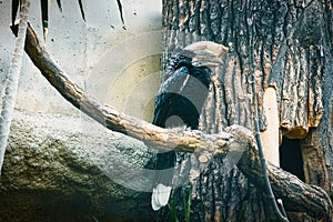 Silver-cheeked horn bill sitting on a branch. colorful plumage. large beak of australian bird