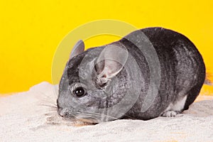 Silver Chinchilla bathing in white sand