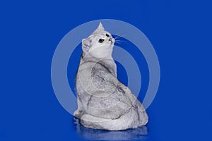 Silver Chinchilla on blue background isolated.