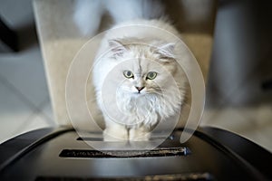 Silver chinchilla cat trying to climb up the back of a chair