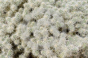 Silver Cholla cactus (Cylindropuntia echinocarpa) background