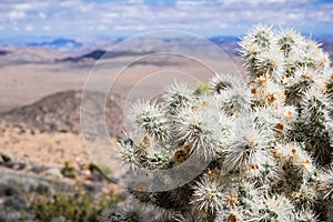 Silver cholla Cylindropuntia echinocarpa, Joshua Tree National Park, California