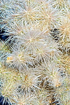 Silver Cholla Sunny Cylindropuntia Echinocarpa