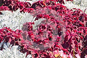Silver cineraria and red coleus form a vibrant pattern on the park lawn.
