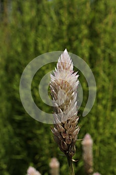 `Silver Cock`s Comb` flower - Celosia Argentea