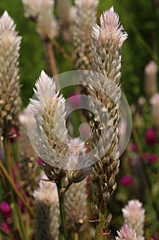 `Silver Cock`s Comb` flower - Celosia Argentea