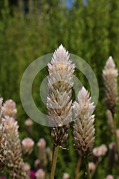 `Silver Cock`s Comb` flower - Celosia Argentea