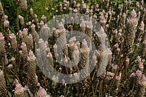 `Silver Cock`s Comb` flower - Celosia Argentea