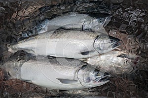 Silver or Coho salmon in Alaska freshly caught and staying fresh in ice
