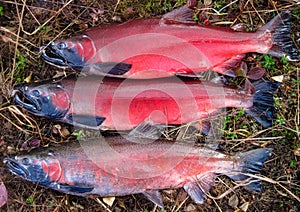 Silver (coho) salmon photo