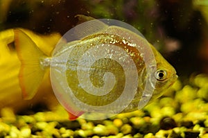 Silver color fish in aquarium