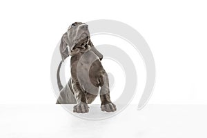 Silver color puppy of Weimaraner dog posing isolated over white background.