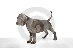 Silver color puppy of Weimaraner dog standing isolated over white background.