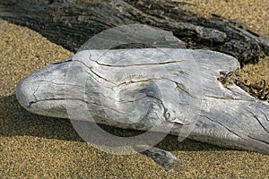 Silver colored driftwood log on the beach at Flafstaff Lake.