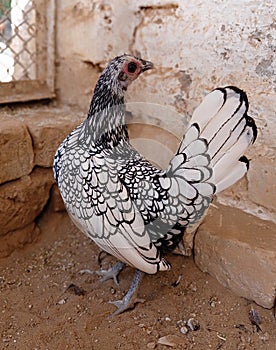 Silver colored hen. Sebright or bantam chicken breed.
