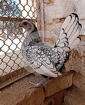 Silver colored hen. Sebright chicken breed or bantam chicken.