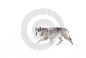 Silver coloured black wolf isolated against a white background walking in the winter snow in Canada