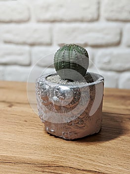 Silver concrete pot with owl silhouette and small globose cactus photo