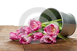 Silver container with fresh tulips