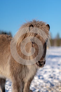 Silver dapple colored Icelandic horse foal in winter sunlight