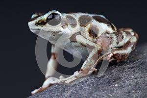Silver Dart Frog / Oophaga pumilio photo