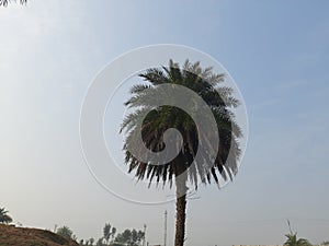 Silver date palm tree in blueskybackground.
