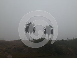 Silver date palm tree in blueskybackground.