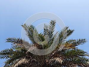 Silver date palm tree in blueskybackground.