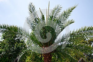 Silver date palm tree with thick brown trunk photo