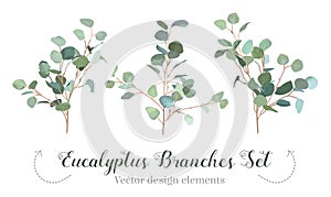 Silver dollar eucalyptus selection branches vector design set.
