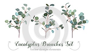 Silver dollar eucalyptus selection branches vector design set.