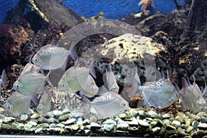Silver dollar fish