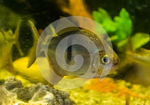 Silver dollar fish Metynnis hypsauchen, a popular aquarium pet, tropical fish from the amazon basin of south America