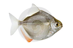 Silver dollar genus metynnis schooling aquarium fish