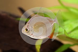 Silver dollar genus metynnis schooling aquarium fish photo