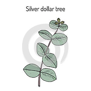 Silver dollar tree eucalyptus cinerea , or argyle apple, silver-leaf stringybark, medicinal plant