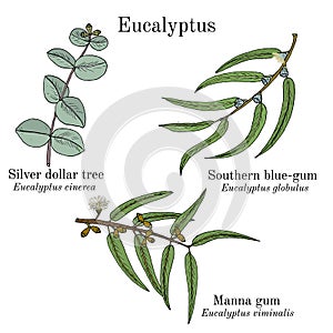 Silver dollar tree, manna gum and southern blue-gum eucalyptus set