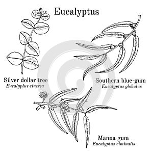 Silver dollar tree, manna gum and southern blue-gum eucalyptus set