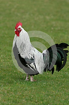 Silver Dorking Rooster