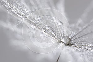 A silver drop on the dandelion seed. Abstract macro. Can be used for Christmas background.