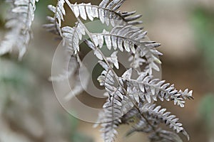 Silver dry leaf of fern in the forest